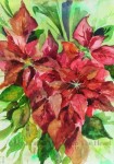 2003 Poinsettia web