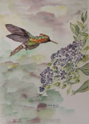 2013 Male Tufted Coqette Humming Bird